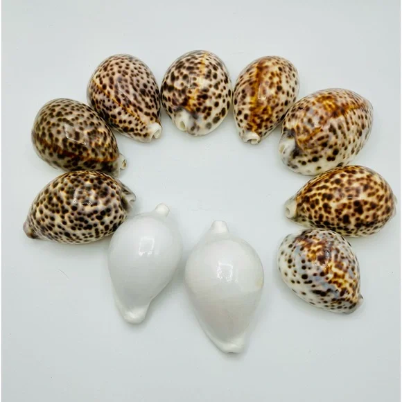 10 Cowrie Tiger & White Sea Shells approximately 2” to 3” or Turtle Shells - Picture 3 of 11